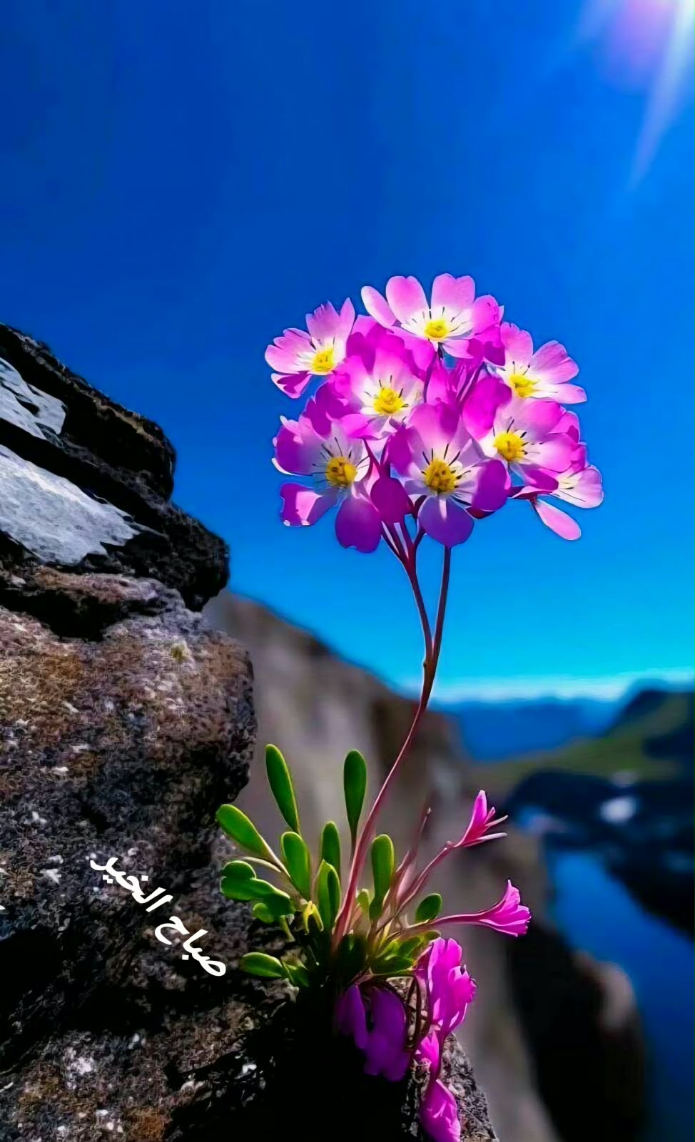Hesham